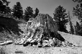 Fossil tree stump, Florissant Fossil Beds National Monument, Colorado.